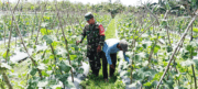 Dampingi Petani Melon, Babinsa Girimukti Ajari Petani Cara Merawat Tanaman
