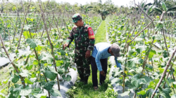 Dampingi Petani Melon, Babinsa Girimukti Ajari Petani Cara Merawat Tanaman