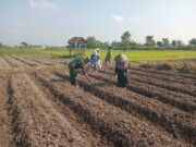 Wujudkan Ketahanan Pangan, Babinsa Pikatan Turun Ke Sawah Dampingi Petani Tanam Jagung