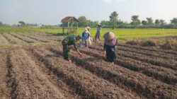 Wujudkan Ketahanan Pangan, Babinsa Pikatan Turun Ke Sawah Dampingi Petani Tanam Jagung