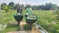 Pemanfaatan Lahan Kompi Produksi Kodim 0808/Blitar di Srengat Sukses Panen 10 Ton Semangka Pemanfaatan Lahan Kompi Produksi Kodim 0808/Blitar di Srengat Sukses Panen 10 Ton Semangka