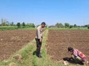 Polisi Dampingi Petani di Sumber Wetan, Kawal Program Ketahanan Pangan dari Lahan Jagung Binaan