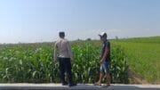 Dari Sawah ke Ketahanan Nasional, Polisi Dampingi Petani Jagung di Kademangan