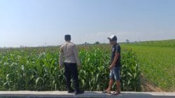Dari Sawah ke Ketahanan Nasional, Polisi Dampingi Petani Jagung di Kademangan
