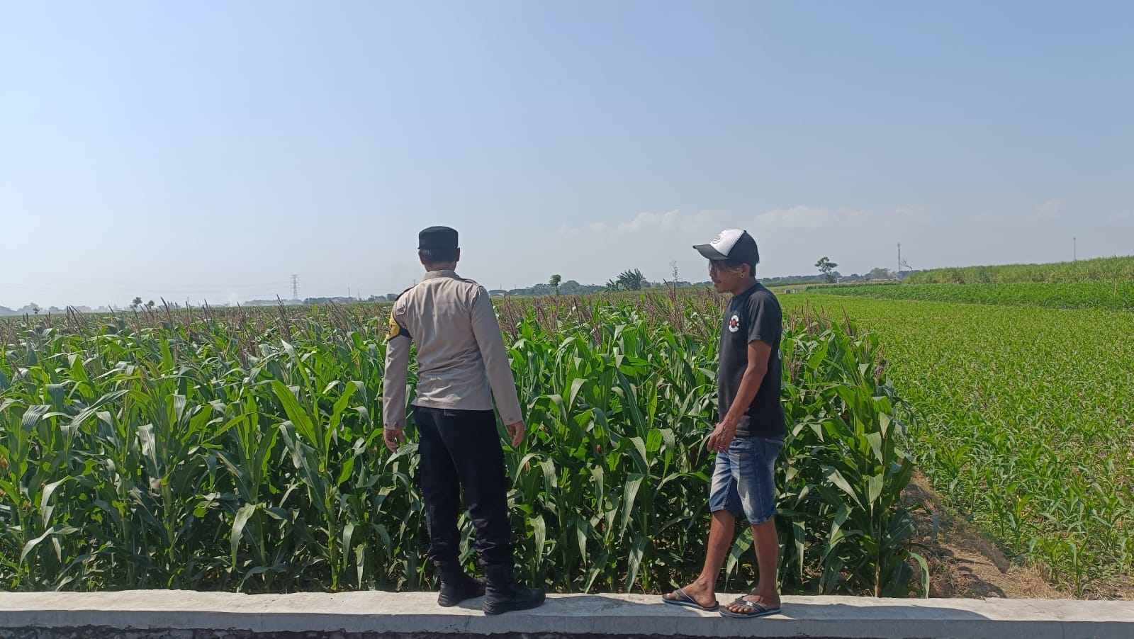 Dari Sawah ke Ketahanan Nasional, Polisi Dampingi Petani Jagung di Kademangan Dari Sawah ke Ketahanan Nasional, Polisi Dampingi Petani Jagung di Kademangan