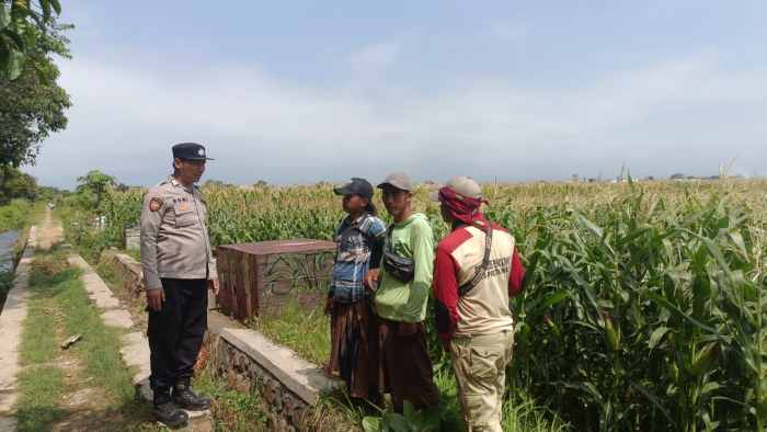 Sambangi Lahan Jagung Warga, Polisi Dorong Produktivitas Pertanian dan Keamanan Desa Sambangi Lahan Jagung Warga, Polisi Dorong Produktivitas Pertanian dan Keamanan Desa