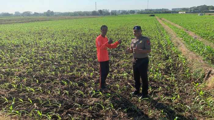 Ketahanan Pangan dan Kamtibmas Berjalan Beriringan, Ini Langkah Bhabinkamtibmas Kademangan