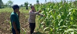 Bhabinkamtibmas Wonomerto Turun ke Lahan Jagung, Pastikan Tanaman Tumbuh Optimal