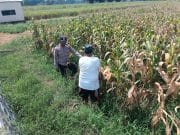 Bhabinkamtibmas Pekoren Pantau Lahan Jagung di Rembang, Kawal Asta Cita Ketahanan Pangan