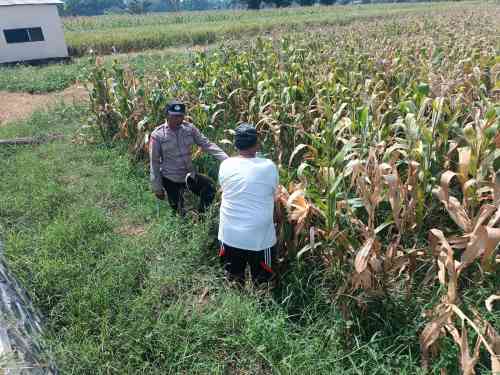 Bhabinkamtibmas Pekoren Pantau Lahan Jagung di Rembang, Kawal Asta Cita Ketahanan Pangan