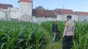 Polisi Sambangi Petani Jagung di Triwung Kidul, Siap Fasilitasi Penanganan Hama dan Dukung Ketahanan Pangan