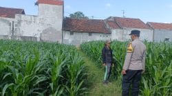Polisi Sambangi Petani Jagung di Triwung Kidul, Siap Fasilitasi Penanganan Hama dan Dukung Ketahanan Pangan Polisi Sambangi Petani Jagung di Triwung Kidul, Siap Fasilitasi Penanganan Hama dan Dukung Ketahanan Pangan