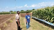 Polsek Sumberasih Monitoring Lahan Jagung 21,5 Hektare di Desa Pesisir, Dukung Ketahanan Pangan Nasional