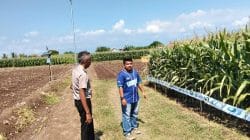 Polsek Sumberasih Monitoring Lahan Jagung 21,5 Hektare di Desa Pesisir, Dukung Ketahanan Pangan Nasional Polsek Sumberasih Monitoring Lahan Jagung 21,5 Hektare di Desa Pesisir, Dukung Ketahanan Pangan Nasional
