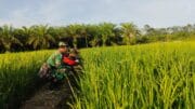 Komsos di Sawah, Babinsa Sidorejo Pererat Kedekatan Dengan Petani Serta Dengarkan Keluhannya