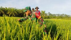 Komsos di Sawah, Babinsa Sidorejo Pererat Kedekatan Dengan Petani Serta Dengarkan Keluhannya