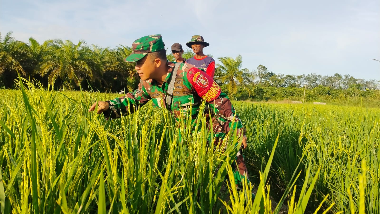Komsos di Sawah, Babinsa Sidorejo Pererat Kedekatan Dengan Petani Serta Dengarkan Keluhannya