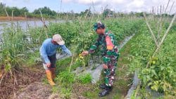 Dukung dan Sukseskan Hanpangan, Babinsa Girimukti Bantu Petani Merawat Tanaman Tomat