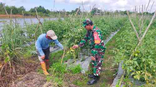 Dukung dan Sukseskan Hanpangan, Babinsa Girimukti Bantu Petani Merawat Tanaman Tomat
