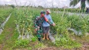 Dukung dan Sukseskan Hanpangan, Babinsa Girimukti Bantu Petani Merawat Tanaman Tomat