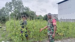 Perkuat Ketahanan Pangan, Babinsa Nenang Komsos dengan Petani Cabe