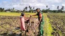 Pererat Kedekatan Dengan Petani, Babinsa Saloloang Komsos Di Sawah