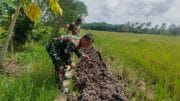Komsos di Pinggir Sawah, Babinsa Sidorejo Pererat Kebersamaan Bersama Petani