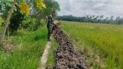 Komsos di Pinggir Sawah, Babinsa Sidorejo Pererat Kebersamaan Bersama Petani Komsos di Pinggir Sawah, Babinsa Sidorejo Pererat Kebersamaan Bersama Petani