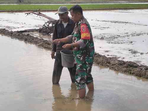 Babinsa Koramil 01/Penajam Bantu Petani Tabur Benih Padi