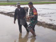 Babinsa Koramil 01/Penajam Bantu Petani Tabur Benih Padi