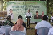 Dandim 0913/PPU Dampingi Gubernur Kaltim Tanam Perdana Kelapa Genjah