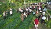Dandim 0913/PPU Dampingi Gubernur Kaltim Tanam Perdana Kelapa Genjah