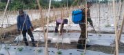 Dukung Hanpangan, Babinsa Babulu Darat Pendampingan Pemupukan Tanaman Warga