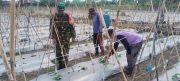 Dukung Hanpangan, Babinsa Babulu Darat Pendampingan Pemupukan Tanaman Warga