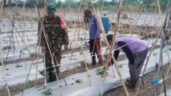 Dukung Hanpangan, Babinsa Babulu Darat Pendampingan Pemupukan Tanaman Warga