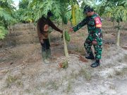 Dukung Hanpangan, Babinsa Koramil 01/Penajam Pendampingan Petani Pepaya