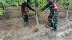 Dukung Hanpangan, Babinsa Koramil 01/Penajam Pendampingan Petani Pepaya