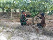 Dukung Hanpangan, Babinsa Koramil 01/Penajam Pendampingan Petani Pepaya