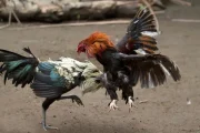 Sabung Ayam di Ngronggot Terang-terangan, Publik Tuntut Kapolda Jatim Turun Tangan