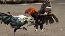 Sabung Ayam di Ngronggot Terang-terangan, Publik Tuntut Kapolda Jatim Turun Tangan
