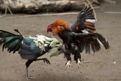 Sabung Ayam di Ngronggot Terang-terangan, Publik Tuntut Kapolda Jatim Turun Tangan