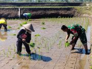 Sinergi Hanpangan, Babinsa Kotes Kopda Ari Wibowo Dampingi Petani Menanam Padi