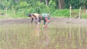 Jaga Kualitas Padi, Koptu Eka Hendarwanto Bantu Petani Bersihkan Hama Keong Dan Gulma Sawah