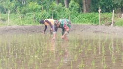 Jaga Kualitas Padi, Koptu Eka Hendarwanto Bantu Petani Bersihkan Hama Keong Dan Gulma Sawah Jaga Kualitas Padi, Koptu Eka Hendarwanto Bantu Petani Bersihkan Hama Keong Dan Gulma Sawah