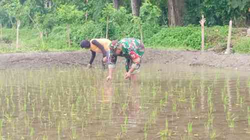 Jaga Kualitas Padi, Koptu Eka Hendarwanto Bantu Petani Bersihkan Hama Keong Dan Gulma Sawah Jaga Kualitas Padi, Koptu Eka Hendarwanto Bantu Petani Bersihkan Hama Keong Dan Gulma Sawah