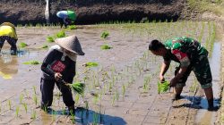 Sinergi Hanpangan, Babinsa Kotes Kopda Ari Wibowo Dampingi Petani Menanam Padi