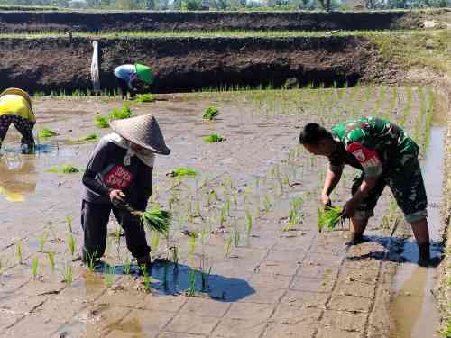 Sinergi Hanpangan, Babinsa Kotes Kopda Ari Wibowo Dampingi Petani Menanam Padi Sinergi Hanpangan, Babinsa Kotes Kopda Ari Wibowo Dampingi Petani Menanam Padi