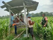 Optimalkan Hasil Panen, Serma Yuda Indra Gelar Komsos Budidaya Jagung Bersama Poktan Margo Utomo