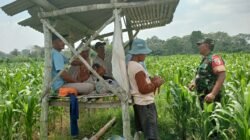 Optimalkan Hasil Panen, Serma Yuda Indra Gelar Komsos Budidaya Jagung Bersama Poktan Margo Utomo