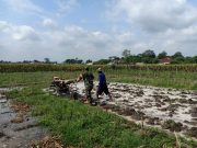 Perrcepat Masa Tanam, Babinsa Sumberingin Kopda Nizar Dampingi Petani Membajak Sawah
